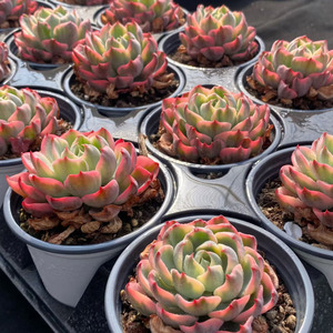 Caja <span class=keywords><strong>de</strong></span> Regalo Ecológica con <span class=keywords><strong>Planta</strong></span> <span class=keywords><strong>de</strong></span> <span class=keywords><strong>Echeveria</strong></span> 'Tearless' Variegada para Decoración Moderna y Lujosa del Hogar y Fiestas - Product Image 5