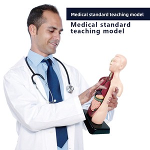 Kit de modelo de esqueleto de órganos del cuerpo humano para <span class=keywords><strong>educación</strong></span> temprana, juguete educativo de plástico para estudiantes de <span class=keywords><strong>primaria</strong></span>/<span class=keywords><strong>secundaria</strong></span>, niños de 0 a 3 años - Product Image 4