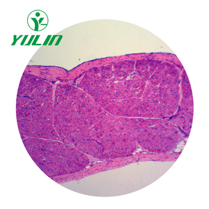 Juego de 100 Portaobjetos Preparados de Histología Humana Suministrados por la Fábrica, Portaobjetos de Microscopio Preparados de Histología Humana - Product Image 3