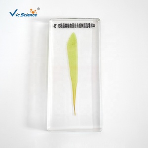Espécimen de incrustación de bloques de Lucite transparente, espécimen de resina transparente, espécimen incrustado de resina de algas marrones - Product Image 4