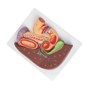 Lever Milt Alvleesklier En Theduodenum Maagmodel 270X200X60 (Mm) Smd05421 - Product Image 2