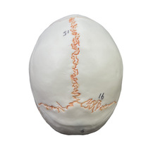 Modèle de crâne humain à moitié taille réelle, numéroté, en PVC, mini-modèle d'os crânien pour l'enseignement médical, la peinture artistique et la référence sur le squelette humain