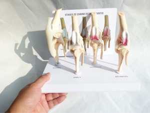 Modèle d'enseignement fonctionnel de luxe éducation en sciences médicales 4 étapes arthrite du genou anatomie chien kit de modèle d'articulation du genou - Product Image 3