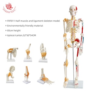 Modelo de anatomía del <span class=keywords><strong>esqueleto</strong></span> humano médico FRT011, modelo de <span class=keywords><strong>esqueleto</strong></span> humano Vertical con base, modelo de <span class=keywords><strong>esqueleto</strong></span> de medio lado <span class=keywords><strong>y</strong></span> ligamento muscular - Product Image 4