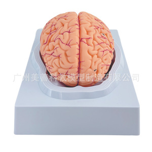 Modèle d'anatomie cérébrale : relation des structures du tronc cérébral, du cérébropharyngée et du cérébellum ; modèle pédagogique d'anatomie cérébrale ; usage médical - Product Image 4
