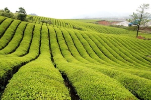 Chunmee Green Tea 41022 AAAAAAA Algeria <strong>Libya</strong> Desert Top Quality Factory Manufacturer - Product Image 6