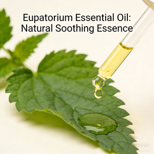 100% Pure <span class=keywords><strong>Eupatorium</strong></span> Aceite esencial Venta al por mayor Natural Pure <span class=keywords><strong>Eupatorium</strong></span> Oil Fabricante Proveedor Fortune <span class=keywords><strong>Eupatorium</strong></span> Herb Oil - Product Image 2