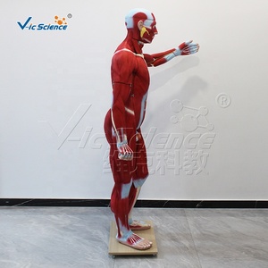 Modelo de <span class=keywords><strong>Esqueleto</strong></span> <span class=keywords><strong>Humano</strong></span> de Tamaño Real de 29 Partes para Entrenamiento Médico en Escuelas y Hospitales - Product Image 2