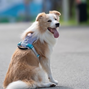 Truelove Atacado Segurança LED Reflexivo Tático Luxury Training Dog <span class=keywords><strong>Harness</strong></span> Impermeável Nylon Sem Puxar Pet Arnês Ajustável - Product Image 1