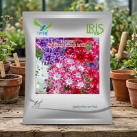 Graines d'iris hybrides Iris Phlox Star Mix, graines de fleurs pollinisées par voie naturelle, 300 graines, plantes buxues importées, couleurs mélangées, jardinage, semis.