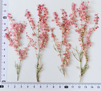 Bunga Rumput Muhly Merah Muda Dengan Cabang Untuk Scrapbooking Resin Epoksi Ramah Lingkungan Bunga Asli Terpres DIY