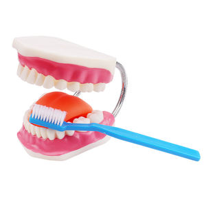 Trousse de dentisterie naturelle, modèle avec une énorme brosse, accessoire d'hygiène, enseignement, <span class=keywords><strong>dentier</strong></span>, - Product Image 4