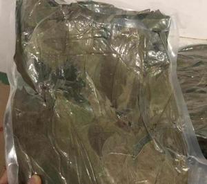 Nueva Colección de Hojas de Guanábana Secas Naturales Deshidratadas, Beneficios para la Salud, Té - Product Image 5