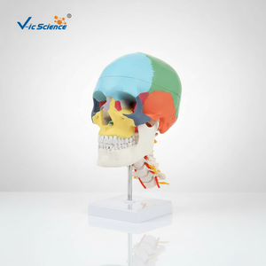 Modelo profesional de cráneo y columna <span class=keywords><strong>cervical</strong></span> coloreados, herramienta de enseñanza de anatomía humana - Product Image 6