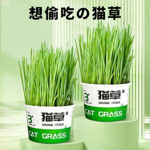 Kit de siembra instantánea de hierba para gatos, sin necesidad de tierra, eliminación de bolas de pelo para gatos, germinación en 3 días, alta tasa de germinación - Product Image 3