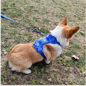 Grosir kalung hewan peliharaan dapat disesuaikan tahan air Set kalung anjing mewah kalung Anjing khusus <span class=keywords><strong>harness</strong></span> anjing - Product Image 6