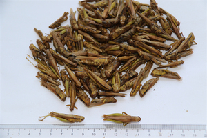 Grasshopper Verde Essiccato al Sole 100% Naturale, Finemente Lavorato, 2-4cm, Alimento per Rettili in Miniatura, Prezzo di Fabbrica, Durata 3 Anni, per la Pelle - Product Image 2