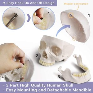 Y tế dành cho người lớn Skull giải phẫu mô hình cuộc sống Kích thước con người Skull mô hình 3 phần phòng thí nghiệm với Removable Skull khớp nối mô hình - Product Image 3