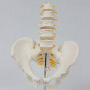 Model anatomi Lumbar dan panggul PVC terlaris model tulang manusia Life-Size untuk Latihan Sains & perawat medis - Product Image 5
