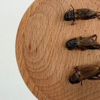 Grillons séchés de haute qualité, élevés à la ferme, à faible humidité et longue durée de conservation, pour oiseaux et oiseaux sauvages