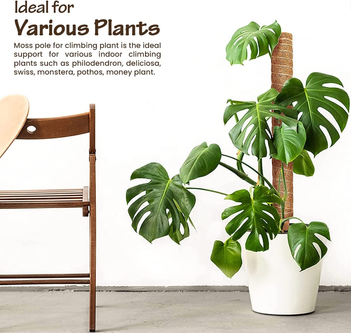 Coconut Coir Moss Totem Pole - Support for Monstera Plant