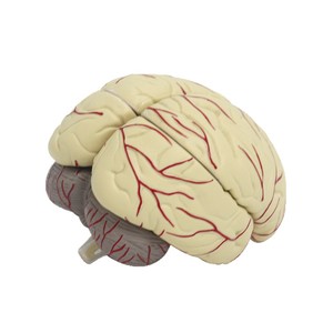 Modèle anatomique du cerveau humain, modèle d'artère cérébrale, modèle de structure cérébrale, modèle de cerveau, modèle de vaisseaux sanguins cérébraux - Product Image 2