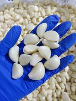 Nouvelle récolte 2026 – Ail frais pelé sous vide, prix usine de gros, Jinxiang Shandong, prêt à l'emploi, exportation