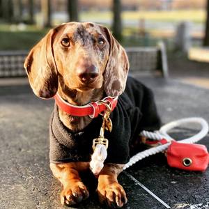 Collar de Perro Hecho a Mano en Cuero Genuino - Elegante para Perros Pequeños y Grandes, Regalo de Alta Calidad en Rojo/Marfil - Product Image 3