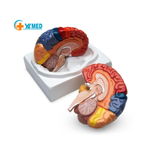 現実的な医療グレード全脳モデル神経研究を教えるための耐久性のある色分けされた詳細な明確な構造 - Product Image 1