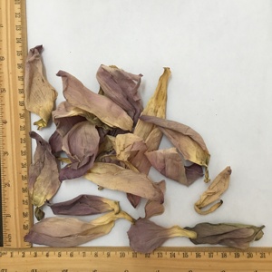 ดอกบัวสีชมพูธรรมชาติ 4008 เฮ่ยฮวา (<span class=keywords><strong>Nelumbo</strong></span> <span class=keywords><strong>Nucifera</strong></span>) สำหรับชงชา - Product Image 3