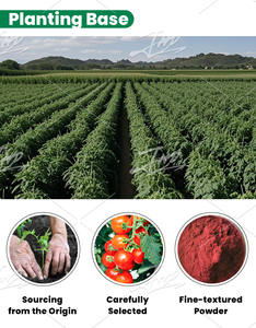 トマトエキス粉末JHD工場卸売バルク植物エキスメーカーサポート100% 天然純度 - Product Image 2