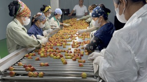 Litchi de Luc Ngan avec pulpe juteuse et arôme sucré emballé en toute sécurité pour la distribution mondiale - Product Image 6