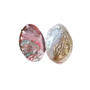 Cinese naturale Abalone Shell Beach Decor Paua Conchiglie Serbatoio di Pesce di Riempimento