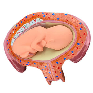 Modelo anatómico <span class=keywords><strong>del</strong></span> proceso de <span class=keywords><strong>desarrollo</strong></span> embrionario humano de 8 piezas - Product Image 3