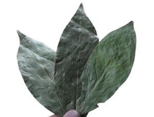 Foglie di <span class=keywords><strong>alloro</strong></span> naturali foglie di <span class=keywords><strong>alloro</strong></span> essiccate <span class=keywords><strong>foglia</strong></span> di <span class=keywords><strong>alloro</strong></span> di alta qualità - Product Image 6
