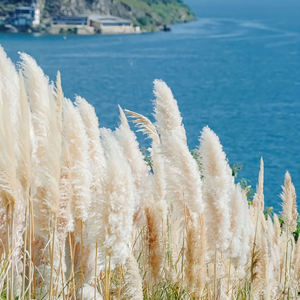 G22 bohémien Ambiance Pompas erba ideale <span class=keywords><strong>per</strong></span> composizioni floreali <span class=keywords><strong>vasi</strong></span> da pavimento alti steli di erba pampa in Beige naturale - Product Image 3