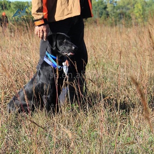Maniquí <span class=keywords><strong>de</strong></span> Entrenamiento para Perros <span class=keywords><strong>de</strong></span> Caza, para Cachorros y Perros Adultos, para Exteriores, para el Reconocimiento <span class=keywords><strong>de</strong></span> Patos - Product Image 2