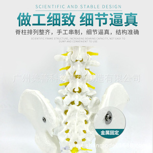 Modèle de colonne vertébrale humaine, 80 cm, échelle 1:1, modèle de colonne vertébrale naturelle de grande taille pour adultes, incluant la colonne cervicale, thoracique, le coccyx et le bassin. - Product Image 5