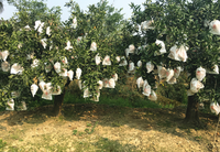 Verse Zoete Mandarijn Oranje Citrusvruchten Sinaasappelen En Mandarijnen Fruit