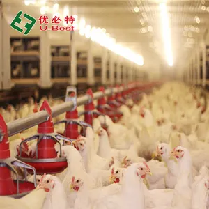 Sistema di alimentazione della padella per polli da carne completamente automatico di vendita calda attrezzatura per l'allevamento di pollame per allevamenti di polli da carne