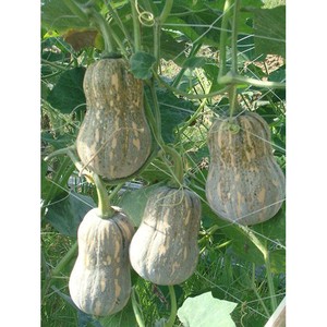 Calabaza Fresca de Vietnam a Precio Razonable, Producto Agrícola - Product Image 3