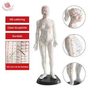 Modelo de cuerpo humano de acupuntura de 48cm para hombre y mujer, modelo de ciencia médica, 50cm, código inglés, anatomico de acupuntura