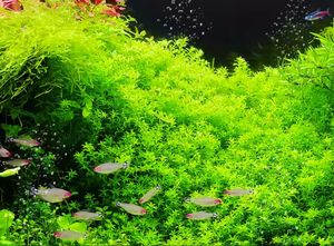 Dernière lumière d'<span class=keywords><strong>aquarium</strong></span> ultra-mince avec une luminosité semblable à celle de la lumière du soleil, des couleurs vives et une <span class=keywords><strong>dissipation</strong></span> thermique supérieure - Product Image 6