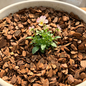Paillis d'écorce de pin imperméable <span class=keywords><strong>en</strong></span> <span class=keywords><strong>vrac</strong></span> <span class=keywords><strong>pour</strong></span> projets de jardinage, pépinières et aménagements paysagers - Résistant aux intempéries et favorisant le drainage - Product Image 1
