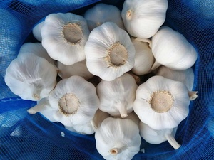 2025 Fresh Crop <strong>Garlic</strong> 3 4 5pcs 10kg Carton Packaging China Supplier 4.5-6.5cm Bulk <strong>Garlic</strong> <strong>Seed</strong> for Sale - Product Image 3