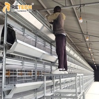 Cages de batterie pour volailles de haute qualité Cage pour poulets Cages pour œufs de poule à vendre