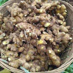 Высококачественный органический китайский свежий имбирь, сушеный корень, сертифицированный GAP, острый, свежий урожай, нарезанный ломтиками - Product Image 4