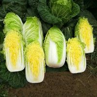 Graines de chou de la reine des saisons, à croissance rapide et à haut rendement, origine Hunan, pour semis