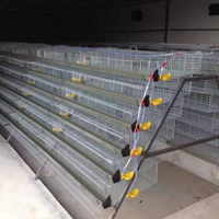 Système d'élevage commercial de cages à cailles / cages à cailles pour la production d'œufs / cages à cailles de type étagé HJ-QCX500