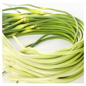 buy touchhealthy supply good quality garlic sprout in china on